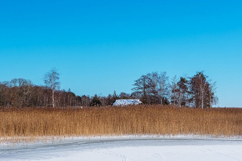 roseaux et arbres sur le Bodden près de Wieck sur le Fischland-Darß en par Rico Ködder