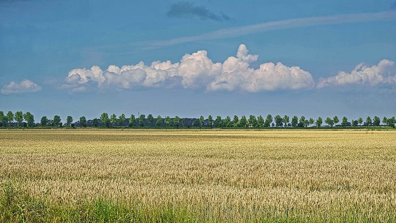 Wolkenband über Sommerfeld mit goldgelbem Weizen von Gert van Santen