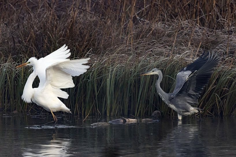 Great White Egret and Grey Heron dancing by Andreas Müller