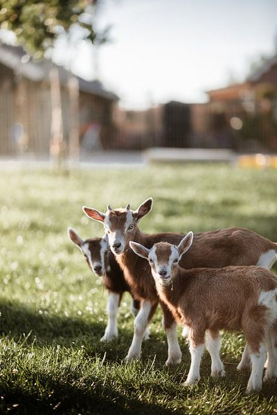 L'été dans la campagne du Veluwe par Nanda van der Eijk