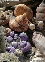 Sammlung von Muscheln in Neuseeland