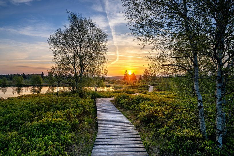 Brackvenn, Hohes Venn, Belgien von Alexander Ludwig