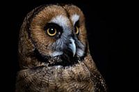 Zähe Eule aus der Nähe