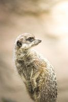 Suricate.