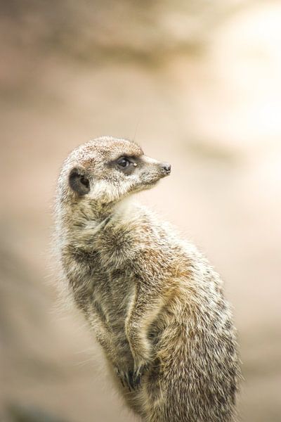 Suricate. par JMook Photography