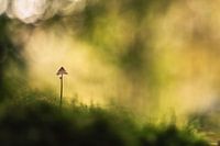 Mystical vulnerability