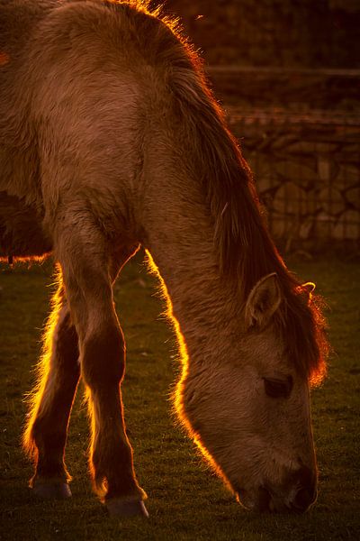 Konik-Pferd im Abendlicht! von Willemijn Wolthaus