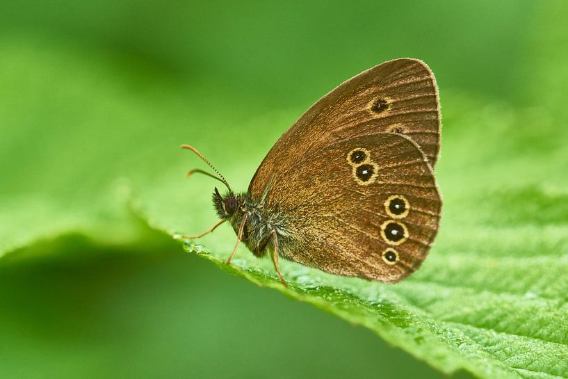 Brauner Waldvogel von Karin Jähne