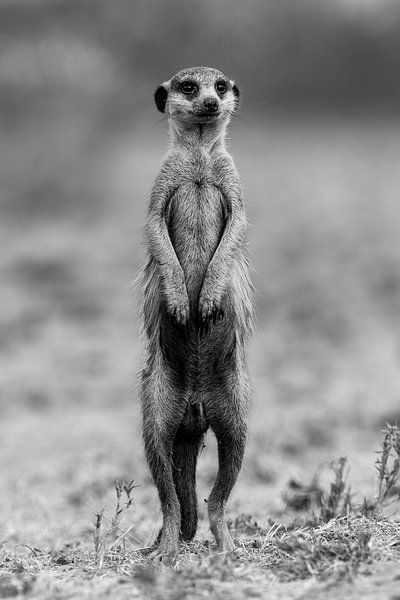 Suricate par Jacco van Son