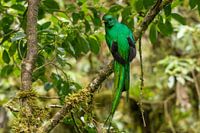 Le quetzal dans la forêt de nuages de Monteverde.