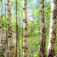 Birken im Frühling