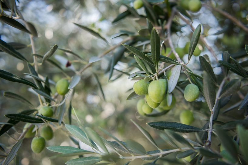 olijven von Johan Vet