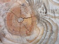 Jahresringe von Bäumen