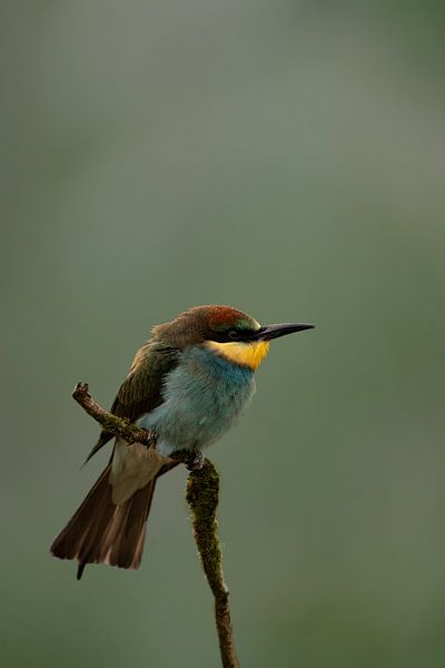 Buntes Bienenfresserchen von 7.2 Photography