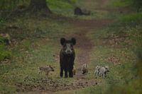 Sau mit ihren Ferkeln