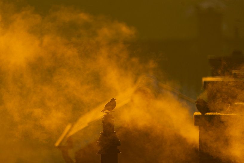 Morning company on the Chimney by Bianca Blonk