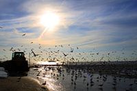 meeuwen op strand