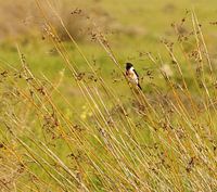 African Stonechat