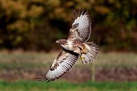 Bussard