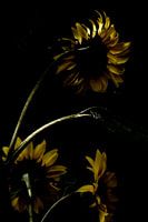 Sommerliche Eindrücke