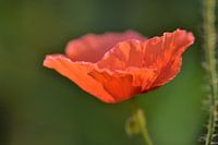 poppy, but different...