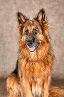 Deutscher Schäferhund