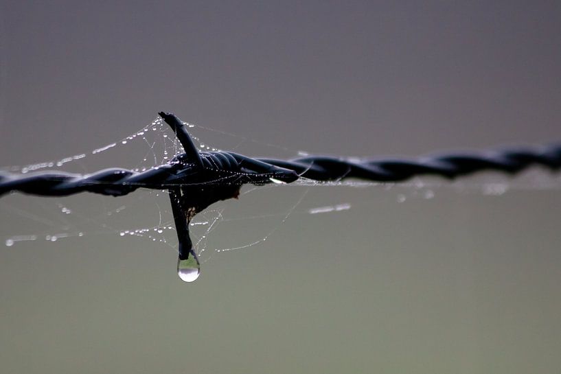 Barbed wire on a foggy morning von Marco de Groot