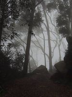 Mysterie in de bossen van Sintra nabij Lissabon