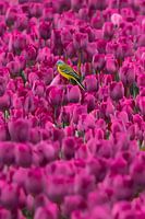Yellow mercury in the bulb fields