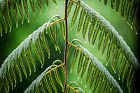 naviguer sous la pluie fougère pluvieuse