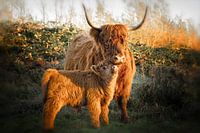 Schottische Highlanderin mit ihrem Kalb