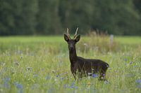 Daim noir dans un champ de fleurs