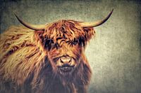 Highland Cattle