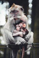 Monkey see, monkey sleep