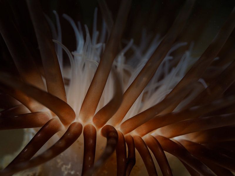 Une lueur dans le noir par René Weterings