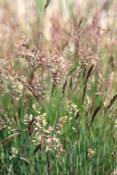 Grasses by Thomas Jäger