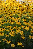 Ein Blumenstrauß im Park