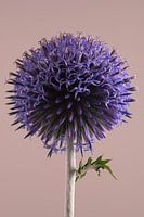Einfachheit: Eine Kugeldistel blüht