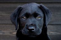 Black labrador puppy