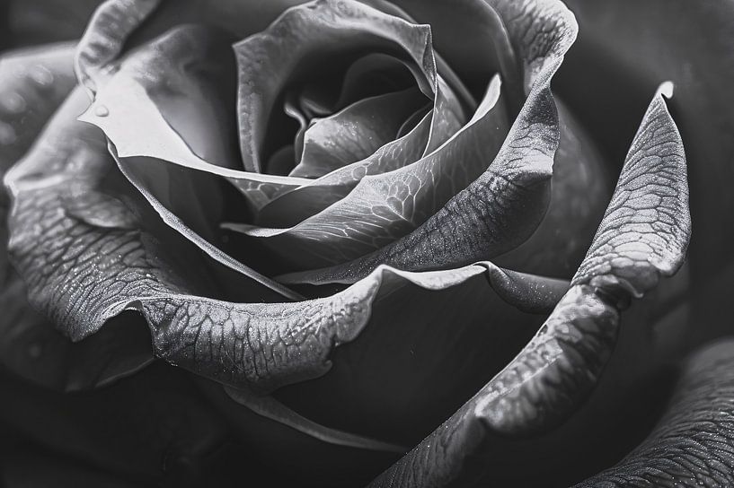 Elegant black and white rose with detailed drops by Art & Soul Creations