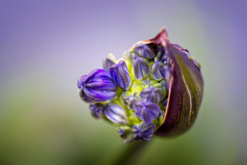 Out of the bud (Agapanthus) by Marly De Kok
