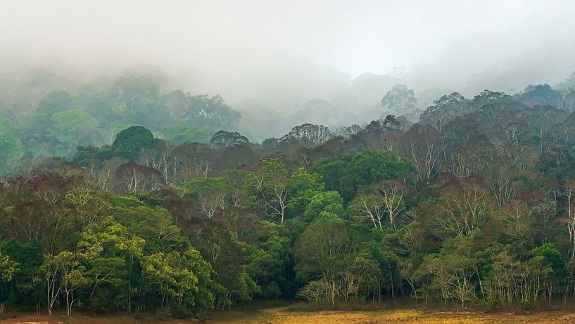 Jungle colours by Adri Klaassen