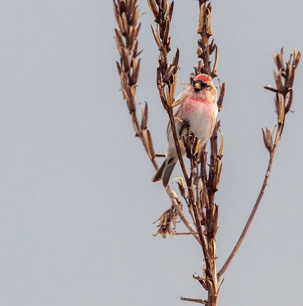 Barmsijs par Theo de Wild