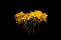 A flower in the dark