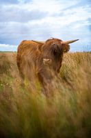 Scottish highlander in grass landscape