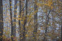 Berkenblaadjes in mistig boslandschap