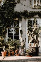 Cactus foto print - Bothanische groene fotoprint