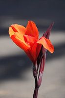 Red iris flower