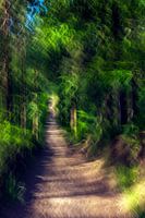 Chemin forestier sur la Veluwe avec la technique ICM