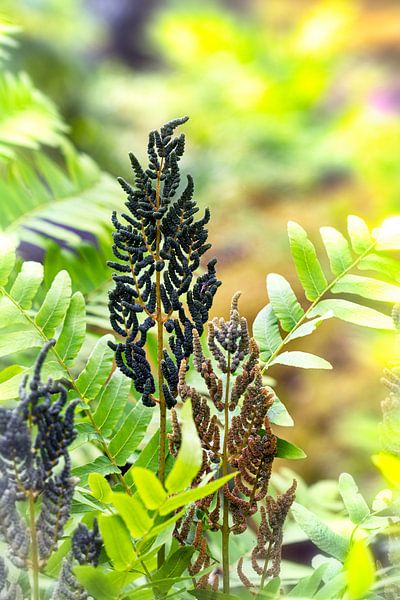 Fougère royale (fougère à fleurs) par Marly De Kok